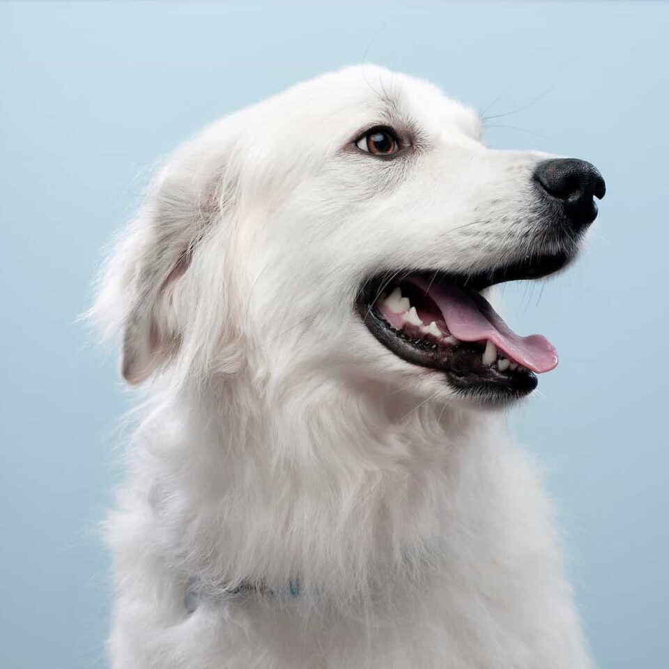 Side portrait of dog smiling