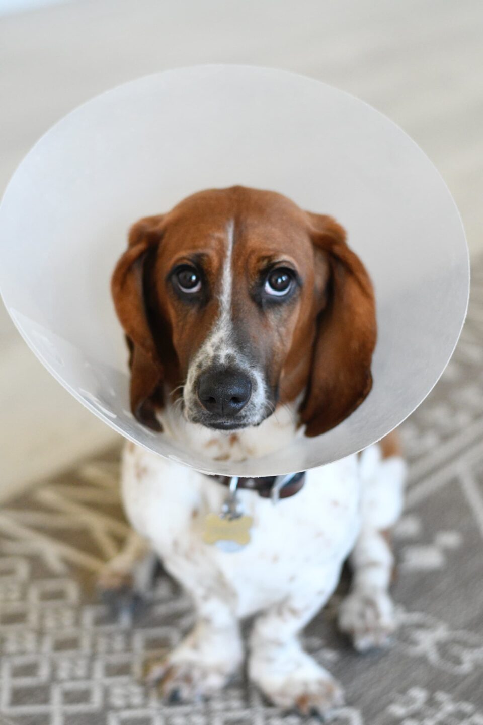 Surgery, dog wearing cone - West Creek Animal Clinic
