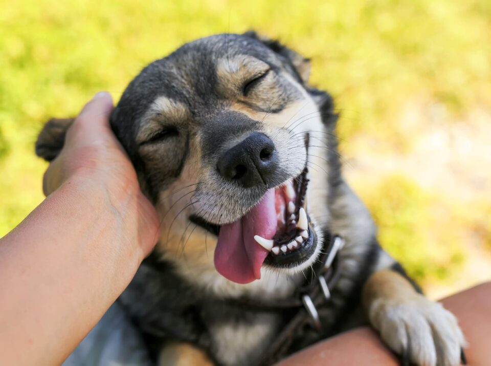 Dental, oral health problems. Smiling dog - West Creek Animal Clinic