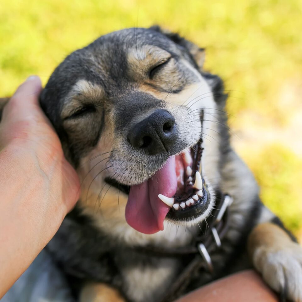 Dental. Smiling dog - West Creek Animal Clinic