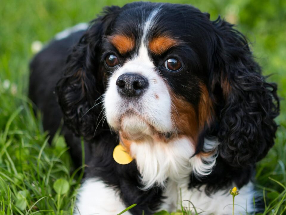 Dog with black hair - West Creek Animal Clinic