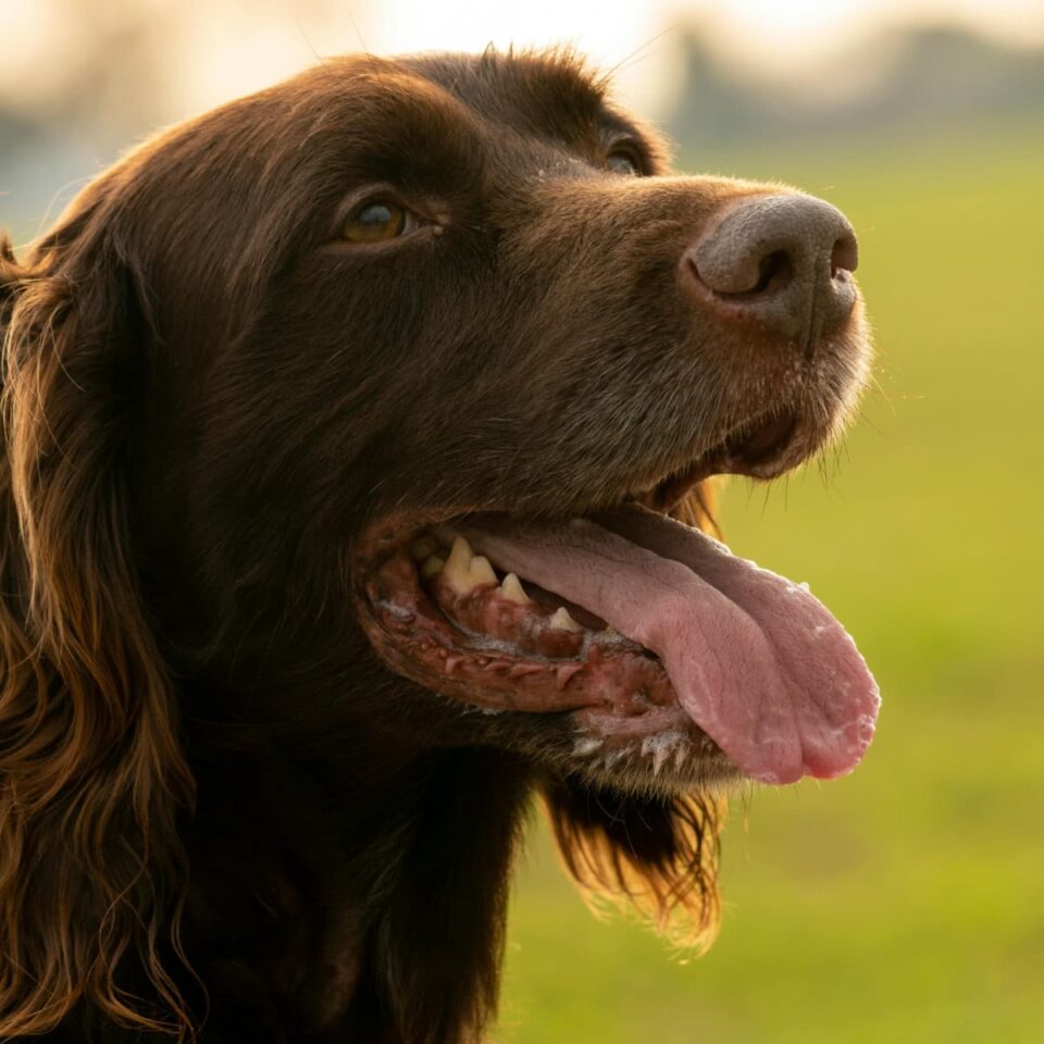 Chocolate lab - West Creek Animal Clinic