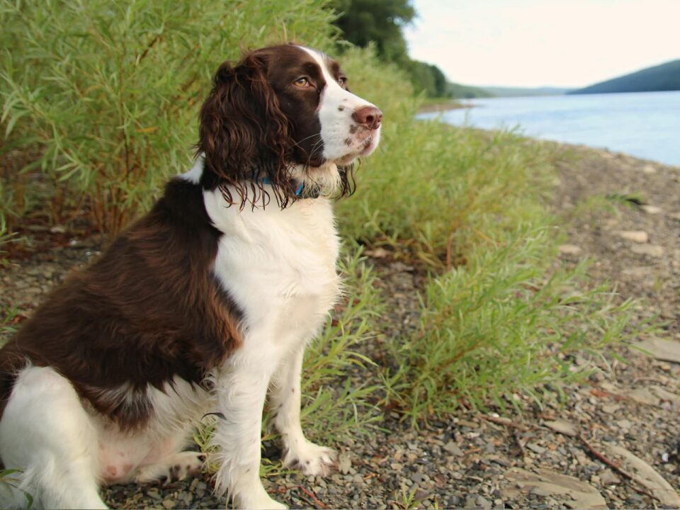 Dog with brown hair & white belly - West Creek Animal Clinic