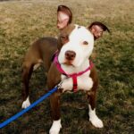 Chloe - West Creek Animal Clinic
