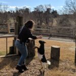 Chloe - West Creek Animal Clinic