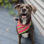 Chloe - West Creek Animal Clinic