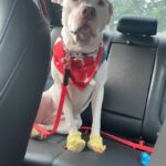 Olivia - West Creek Animal Clinic
