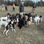 Hunting dogs in a group - West Creek Animal Clinic