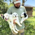 Hunting dog puppies - West Creek Animal Clinic