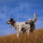 Hunting dogs out on the field - West Creek Animal Clinic