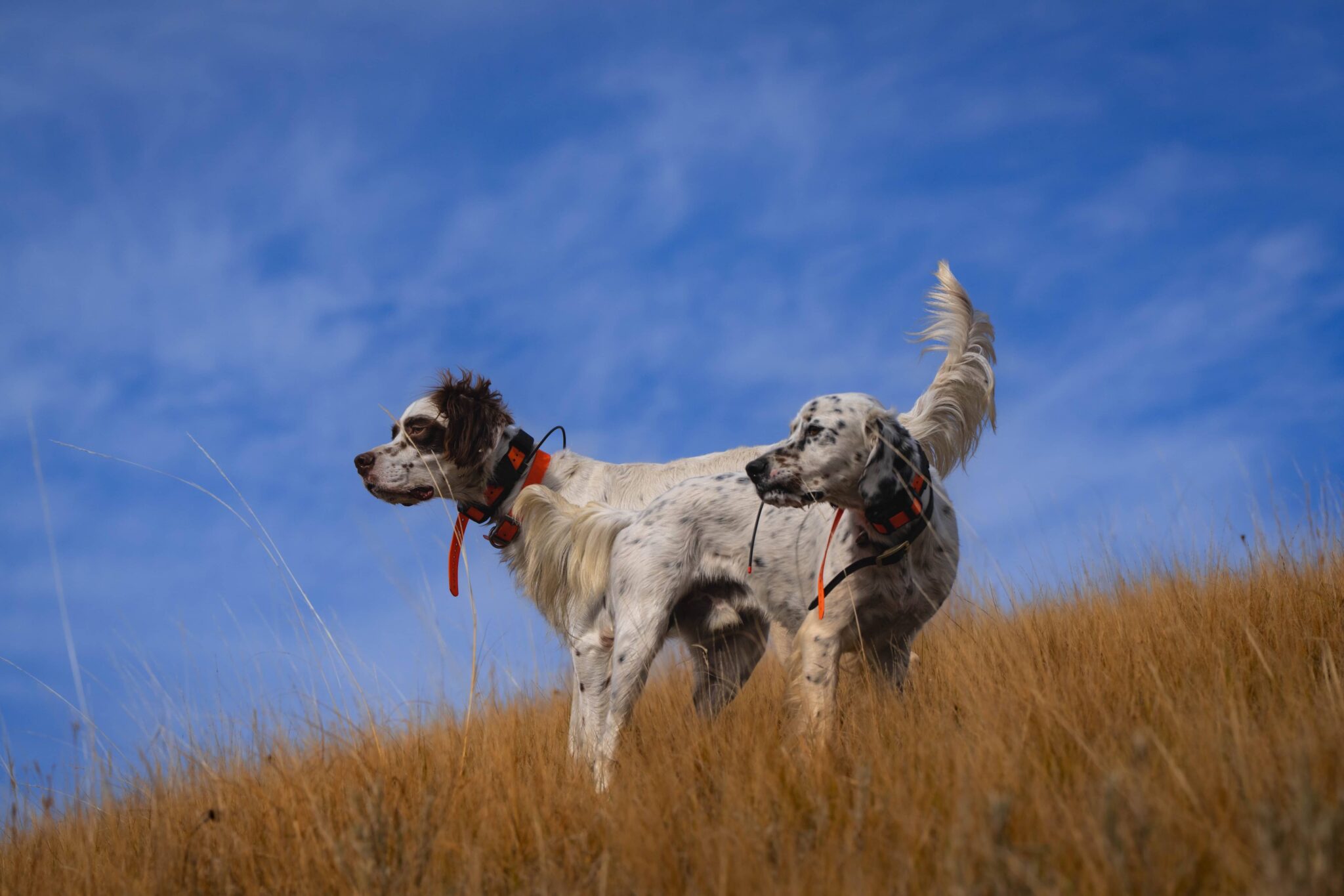 Hunting dogs out on the field - West Creek Animal Clinic