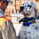 Hunting dog close-up - West Creek Animal Clinic