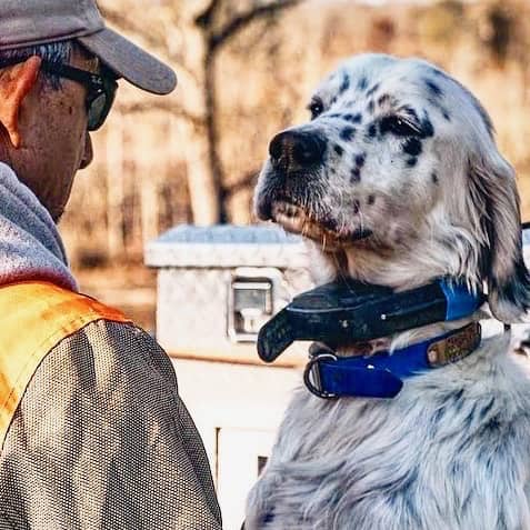 Hunting dog close-up - West Creek Animal Clinic