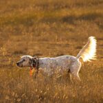 Hunting dog in the field - West Creek Animal Clinic